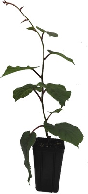 Arbol Frutal Kiwi Amarillo Hembra Golden C19 Arbol Frutal Kiwi Amarillo Hembra Golden C19